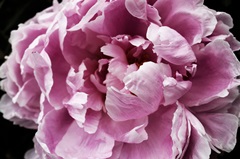Pink Peony Passion IV