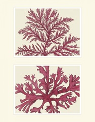Pink Seaweed print on 2 Panels