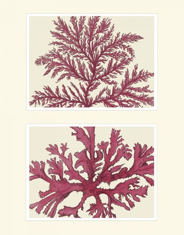 Pink Seaweed print on 2 Panels