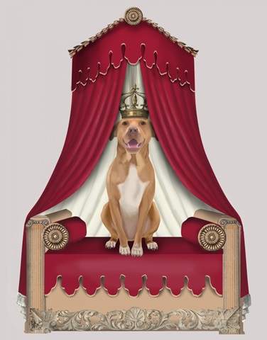 Pit Pull On Red Throne