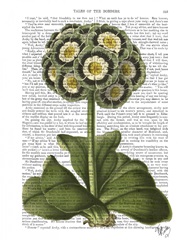 Primula Auricula Blue