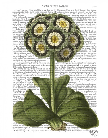 Primula Auricula Blue