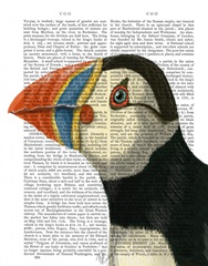 Puffin Portrait