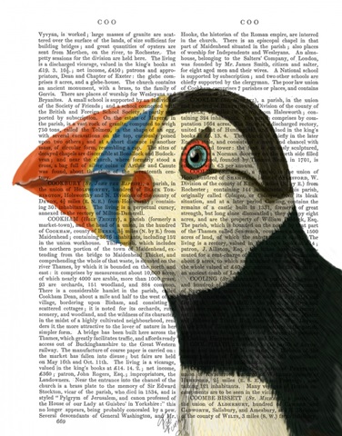 Puffin Portrait