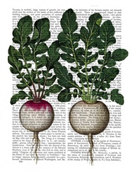 Radishes Print
