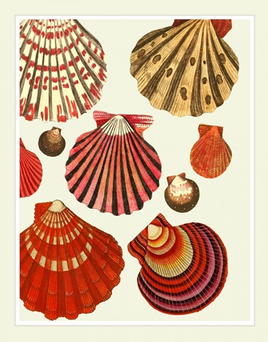 Red and Cream Clam Shells