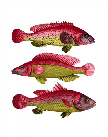 Red and Yellow Fantasy Fish Trio