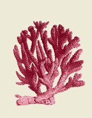 Red Corals 1 a