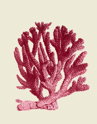 Red Corals 1 a