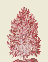 Red Corals 1 d