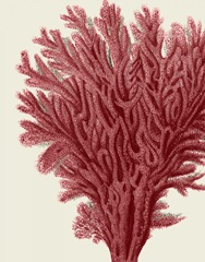 Red Corals 2 a