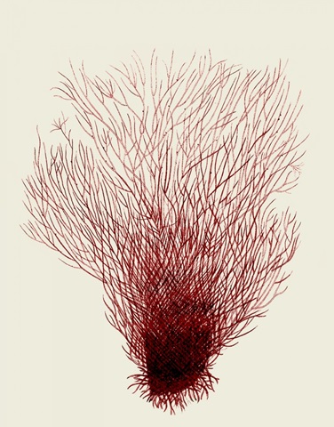 Red Corals 2 d
