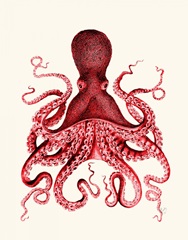 Red Octopus 3