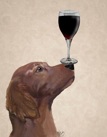 Red Setter Dog Au Vin