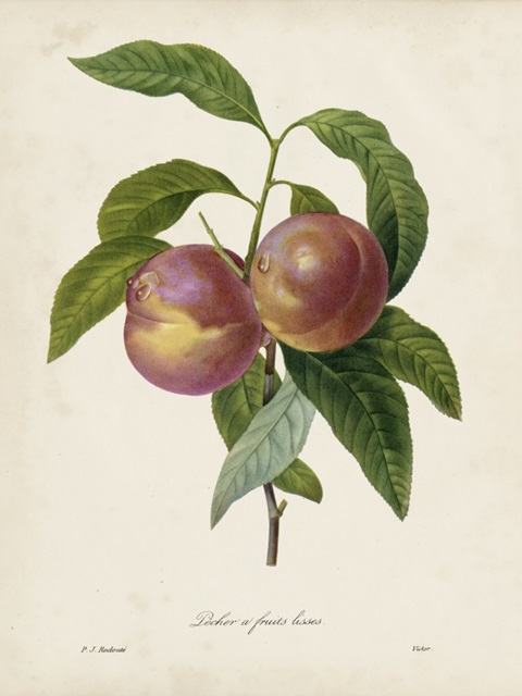 Redoute's Fruit II