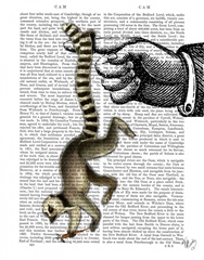 Ring Tailed Lemur on Finger