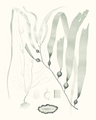 Sage Green Seaweed III