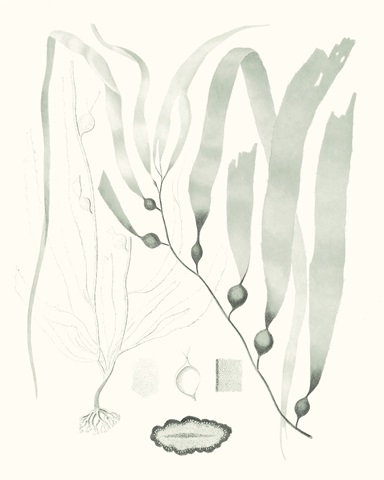 Sage Green Seaweed III