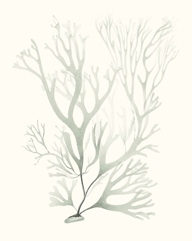 Sage Green Seaweed V