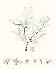 Sage Green Seaweed VII
