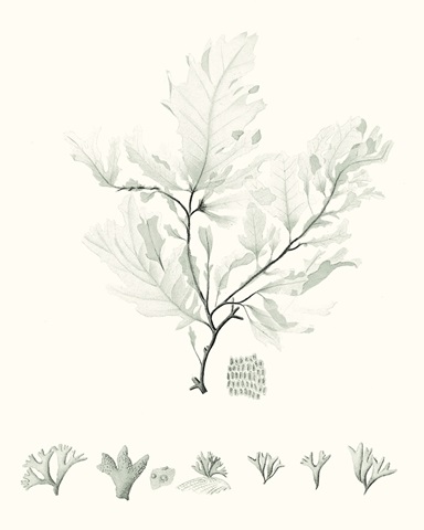 Sage Green Seaweed VII