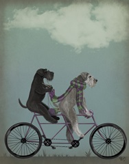 Schnauzer Tandem