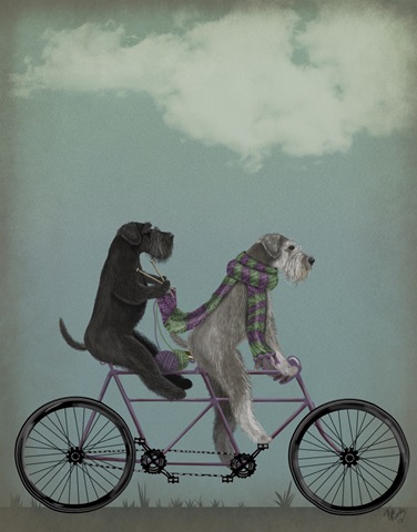 Schnauzer Tandem