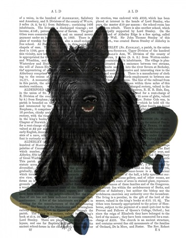 Scottish Terrier and Skateboard