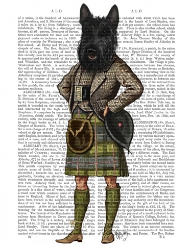 Scottish Terrier in Kilt