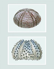 Sea Urchin Print on 2 Panels