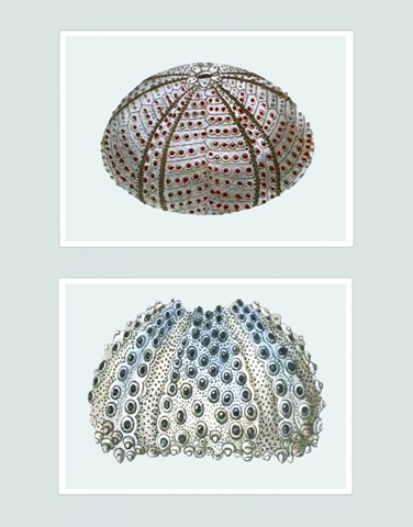 Sea Urchin Print on 2 Panels