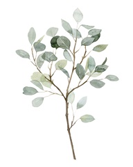 Seaglass Eucalyptus II