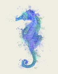Seahorse Rainbow Splash Blue