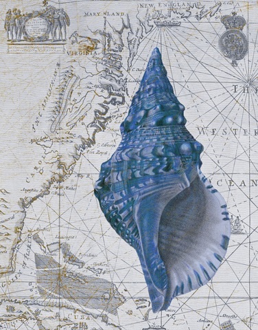 Seashell Collection 1 a