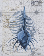 Seashell Collection 1 b