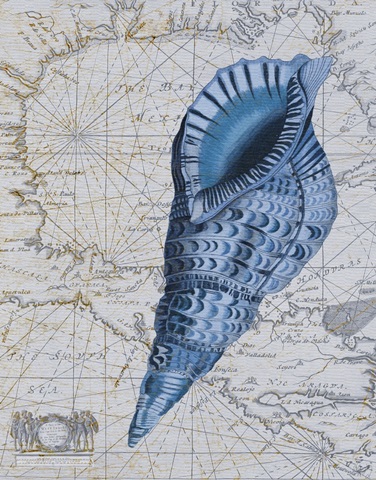 Seashell Collection 1 c