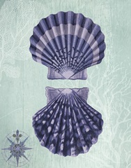 Seashell Collection 2 a