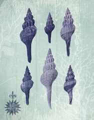 Seashell Collection 2 c