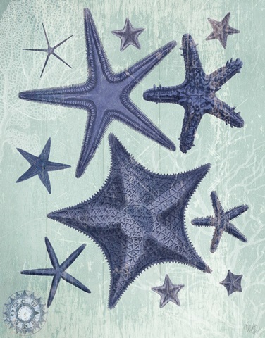 Seashell Collection 2 d