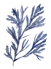 Seaweed Under Water I