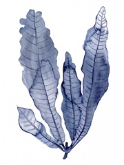 Seaweed Under Water IV