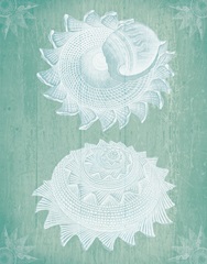 Shells White on Turquoise