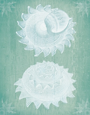 Shells White on Turquoise