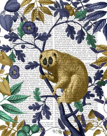 Slow Loris, Gold