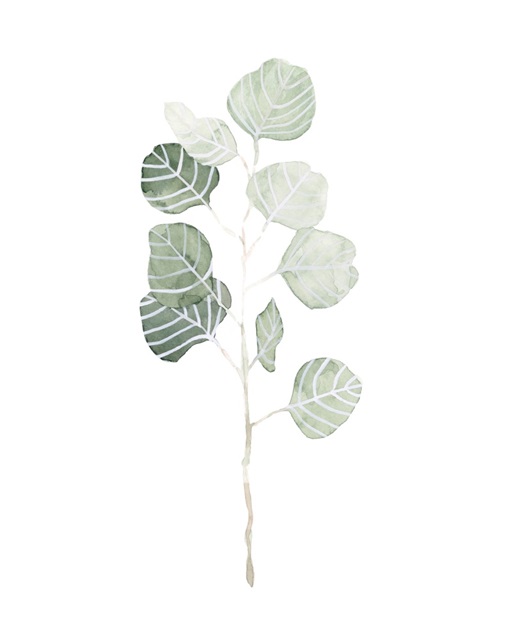 Soft Eucalyptus Branch I