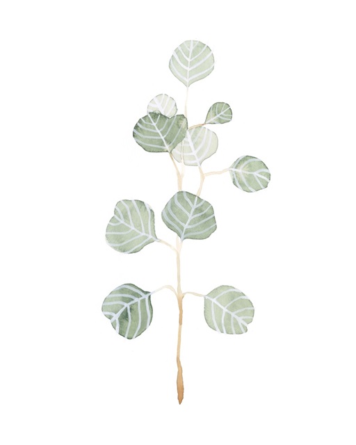 Soft Eucalyptus Branch II