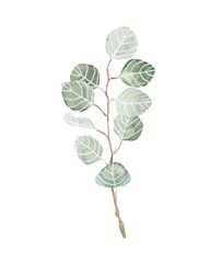 Soft Eucalyptus Branch III