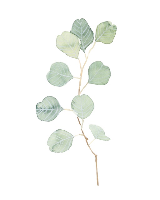 Soft Eucalyptus Branch IV