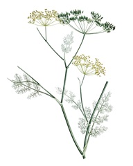 Soft Green Botanical IV