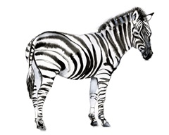 Standing Zebra I